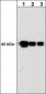 Anti-Actin (C-terminal region) Antibody